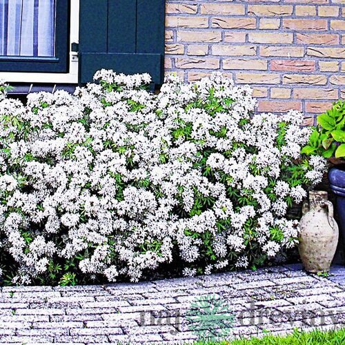 Mexický pomarančovník, výška 25/40 cm, v črepníku Choisya ternata