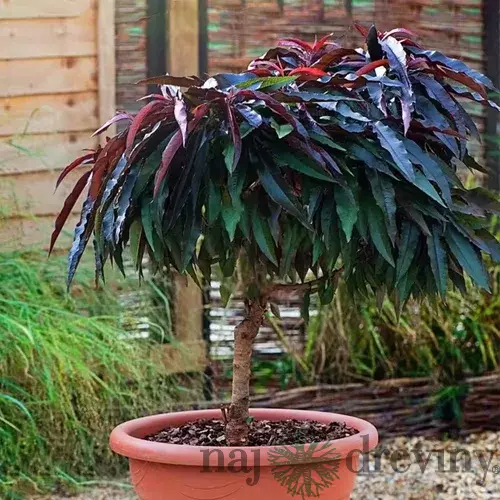 Mini broskyňa Crimson Star (nízkokmenná), výška 40/60 cm, v črepníku 3l Prunus persica Crimson Star mini