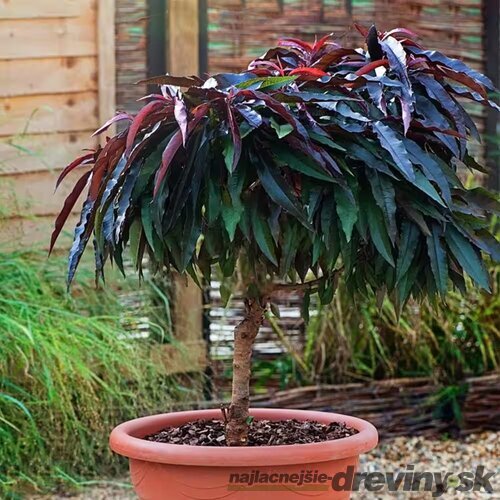 Mini broskyňa Crimson Star (nízkokmenná), výška 40/60 cm, v črepníku 3l Prunus persica Crimson Star mini
