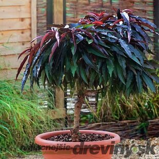 Mini broskyňa Crimson Star (nízkokmenná), výška 40/60 cm, v črepníku 3l Prunus persica Crimson Star mini