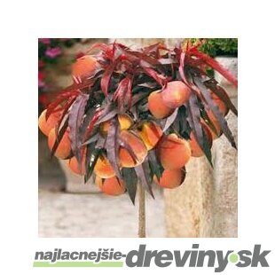 Mini broskyňa Honey Red (nízkokmenná), výška 40/60 cm, v črepníku 3l Prunus persica Honey Red