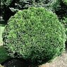 Minima Glauca