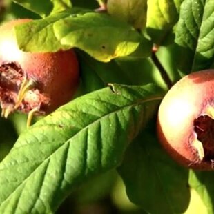 Mišpuľa obyčajná ´Dutch Giant´ (samoopelivá), výška 140/180 cm, v črepníku 5l Mespilus germanica Dutch Giant