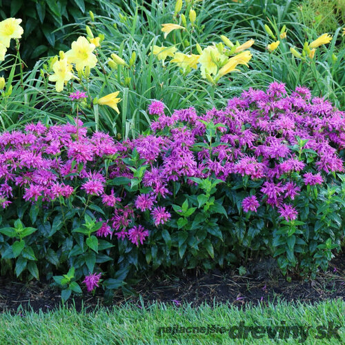 Monarda BALMY LILAC ‘Balbalmac‘, výška 20/+ cm, v črepníku 2l Monarda BALMY LILAC ‘Balbalmac‘