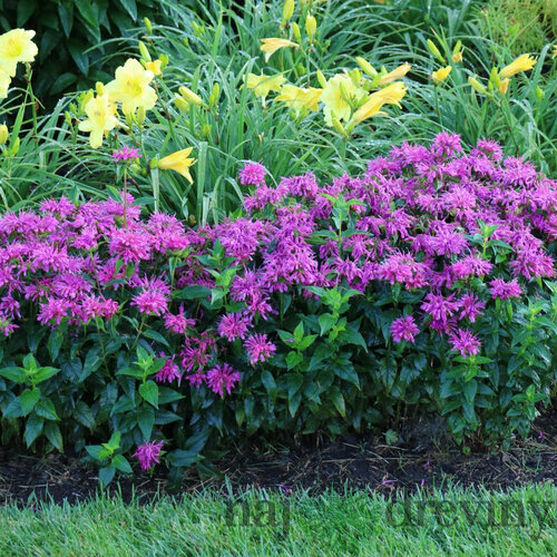 Monarda BALMY LILAC ‘Balbalmac‘, výška 20/+ cm, v črepníku 2l Monarda BALMY LILAC ‘Balbalmac‘