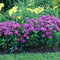 Monarda BALMY LILAC ‘Balbalmac‘, výška 20/+ cm, v črepníku 2l Monarda BALMY LILAC ‘Balbalmac‘