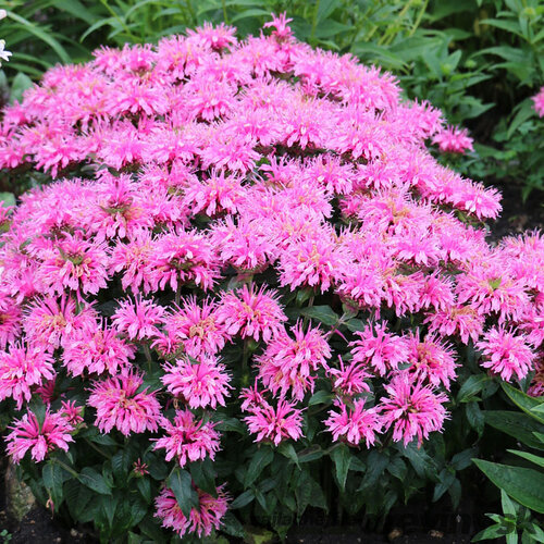 Monarda BALMY PINK ‘Balbalmink‘, výška 20/+ cm, v črepníku 2l Monarda BALMY PINK ‘Balbalmink‘