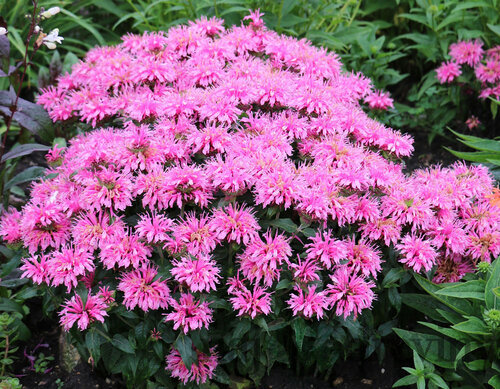 Monarda BALMY PINK ‘Balbalmink‘, výška 20/+ cm, v črepníku 2l Monarda BALMY PINK ‘Balbalmink‘