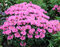 Monarda BALMY PINK ‘Balbalmink‘, výška 20/+ cm, v črepníku 2l Monarda BALMY PINK ‘Balbalmink‘