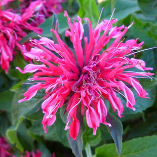 Monarda BALMY ROSE ‘Balbalmink‘, výška 20/40 cm, v črepníku 2l Monarda BALMY ROSE ‘Balbalmose‘