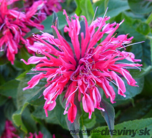 Monarda BALMY ROSE ‘Balbalmink‘, výška 20/40 cm, v črepníku 2l Monarda BALMY ROSE ‘Balbalmose‘