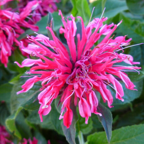 Monarda BALMY ROSE ‘Balbalmink‘, výška 20/40 cm, v črepníku 2l Monarda BALMY ROSE ‘Balbalmose‘