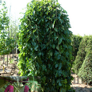 Moruša biela pendula 140/150 cm, v črepníku Morus alba
