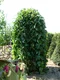 Moruša biela pendula 140/160 cm, v črepníku Morus alba