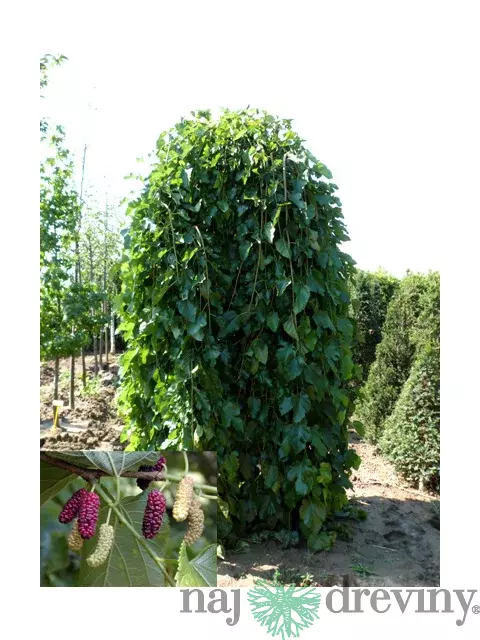 Moruša biela pendula 140/160 cm, v črepníku Morus alba
