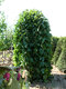 Moruša biela pendula 140/160 cm, v črepníku Morus alba