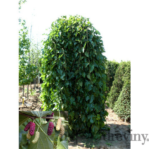 Moruša biela pendula 140/160 cm, v črepníku Morus alba