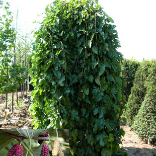 Moruša biela pendula 140/160 cm, v črepníku Morus alba