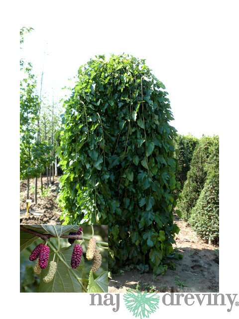 Moruša biela pendula 140/160 cm, v črepníku Morus alba