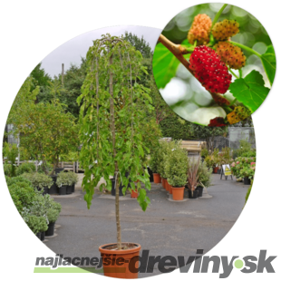 Moruša biela Pendula, na kmienku 100 cm, v črepníku 5l Morus alba pendula
