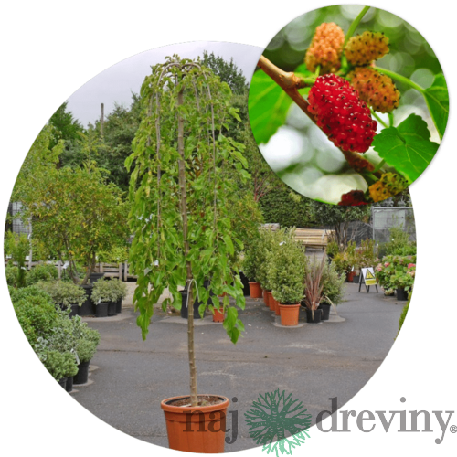 Moruša biela Pendula, na kmienku 100 cm, v črepníku 5l Morus alba pendula