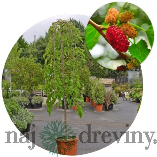 Moruša biela Pendula, na kmienku 100 cm, v črepníku 5l Morus alba pendula