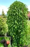 Moruša biela Pendula, na kmienku 160/180 cm, v črepníku 7,5l Morus alba pendula