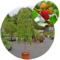 Moruša biela Pendula, na kmienku 160/180 cm, v črepníku 7,5l Morus alba pendula