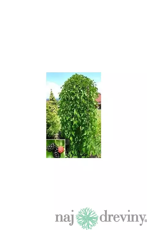 Moruša biela Pendula, na kmienku 160/180 cm, v črepníku 7,5l Morus alba pendula