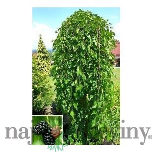 Moruša biela Pendula, na kmienku 160/180 cm, v črepníku 7,5l Morus alba pendula