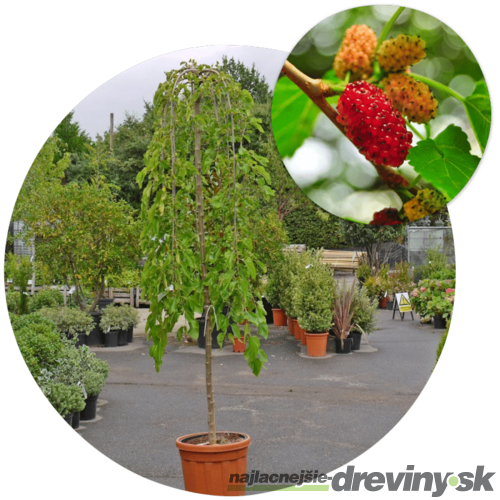 Moruša biela Pendula, na kmienku 160/180 cm, v črepníku 7,5l Morus alba pendula