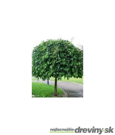 Moruša biela pendula na kmienku 180/200 cm, v črepníku Morus alba pendula