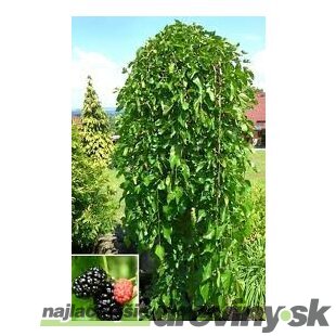Moruša biela Pendula, na kmienku 220 cm, v črepníku 10l Morus alba pendula