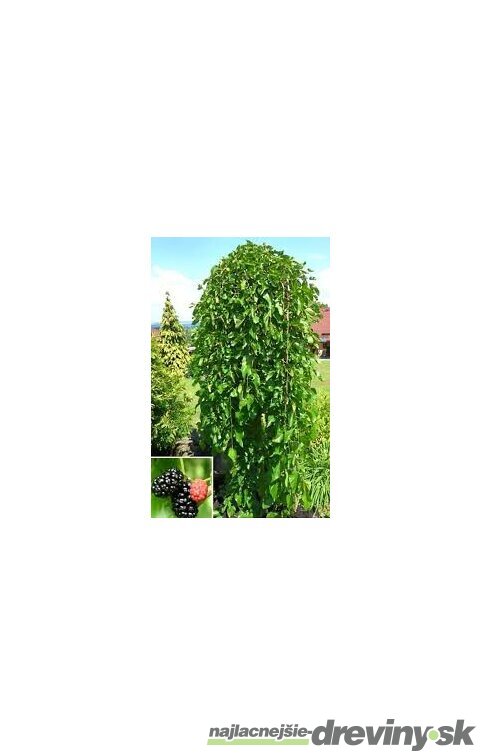 Moruša biela Pendula, na kmienku 220 cm, v črepníku 10l Morus alba pendula