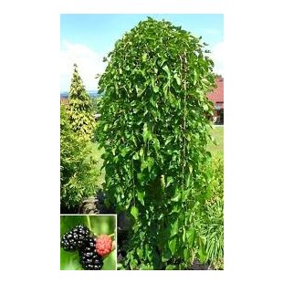 Moruša biela Pendula, na kmienku 220 cm, v črepníku 10l Morus alba pendula