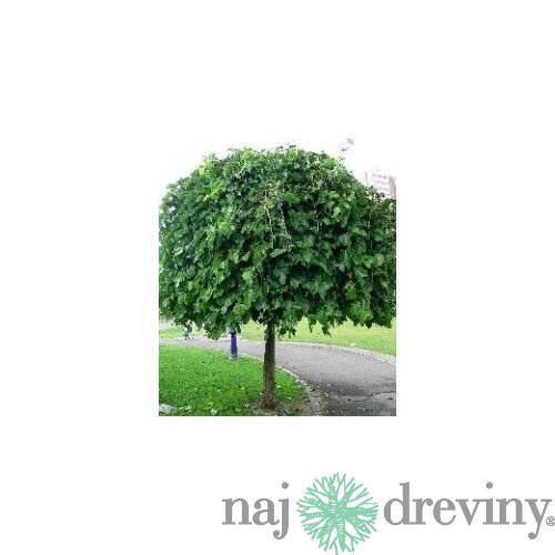 Moruša biela Pendula, na kmienku 250 cm, v črepníku 12l Morus alba pendula