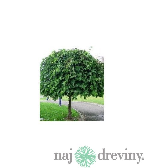 Moruša biela Pendula, na kmienku 250 cm, v črepníku 12l Morus alba pendula
