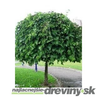 Moruša biela Pendula, na kmienku 250 cm, v črepníku 12l Morus alba pendula