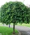 Moruša biela Pendula, na kmienku 250 cm, v črepníku 12l Morus alba pendula