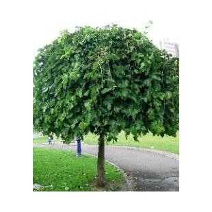 Moruša biela Pendula, na kmienku 250 cm, v črepníku 12l Morus alba pendula