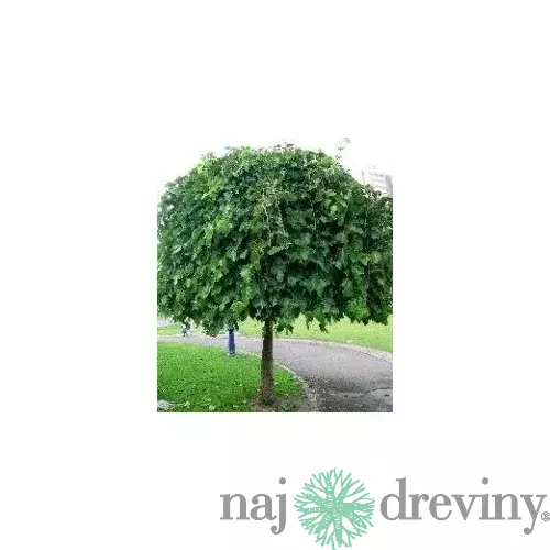Moruša biela Pendula, na kmienku 250 cm, v črepníku 12l Morus alba pendula