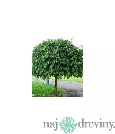 Moruša biela Pendula, na kmienku 250 cm, v črepníku 12l Morus alba pendula