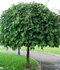 Moruša biela Pendula, na kmienku 250 cm, v črepníku 12l Morus alba pendula