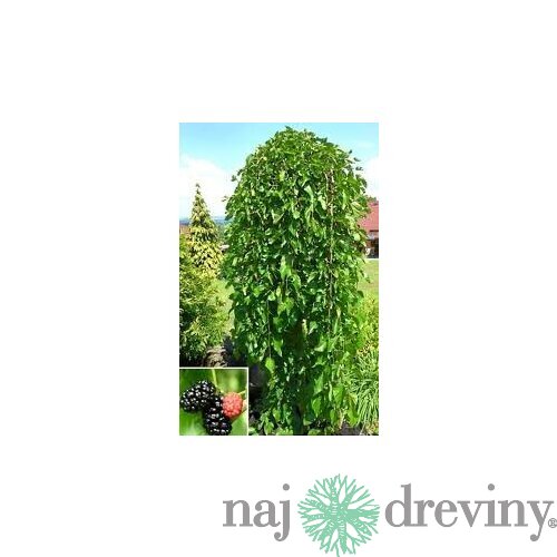Moruša biela Pendula, na kmienku 60/80 cm, v črepníku 3l Morus alba Pendula