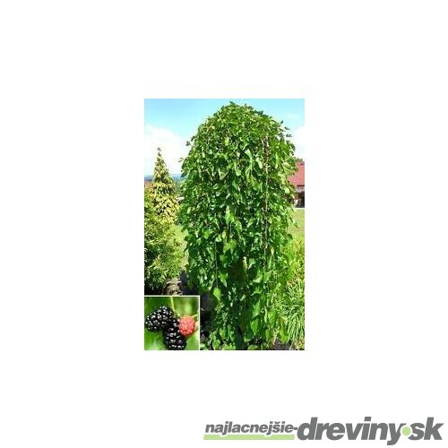 Moruša biela Pendula, na kmienku 60/80 cm, v črepníku 3l Morus alba Pendula