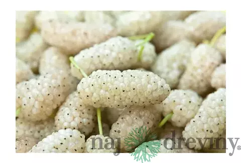 Moruša biela štepená Dolce Vita, výška 150/200 cm, v črepníku Morus alba Dolce Vita