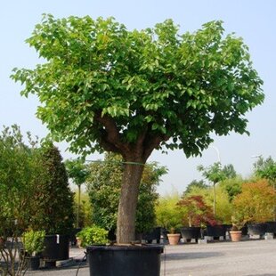 Moruša biela, výška 40/60 cm, v črepníku Morus alba