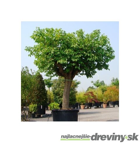 Moruša biela, výška 40/60 cm, v črepníku Morus alba