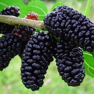 Moruša čierna 40/60 cm, v črepníku Morus nigra