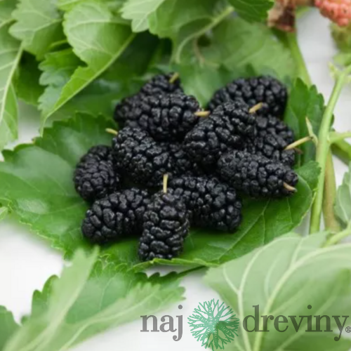 Moruša čierna na kmienku 180/230 cm obvod kmienka 10/12 cm, v črepníku